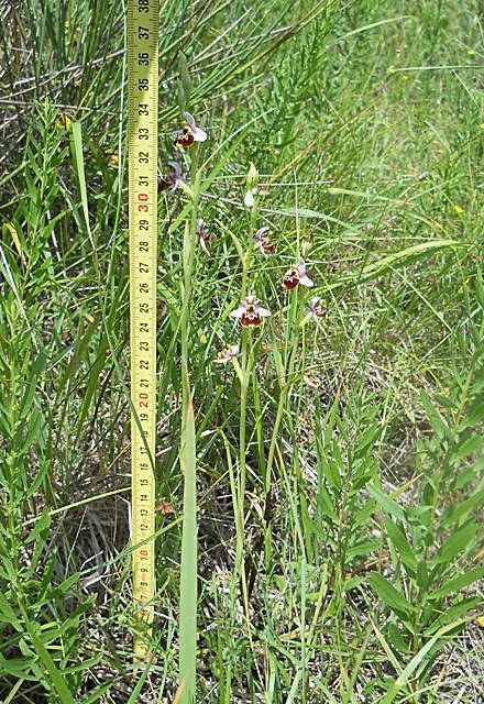 Ophrys tetraloniae